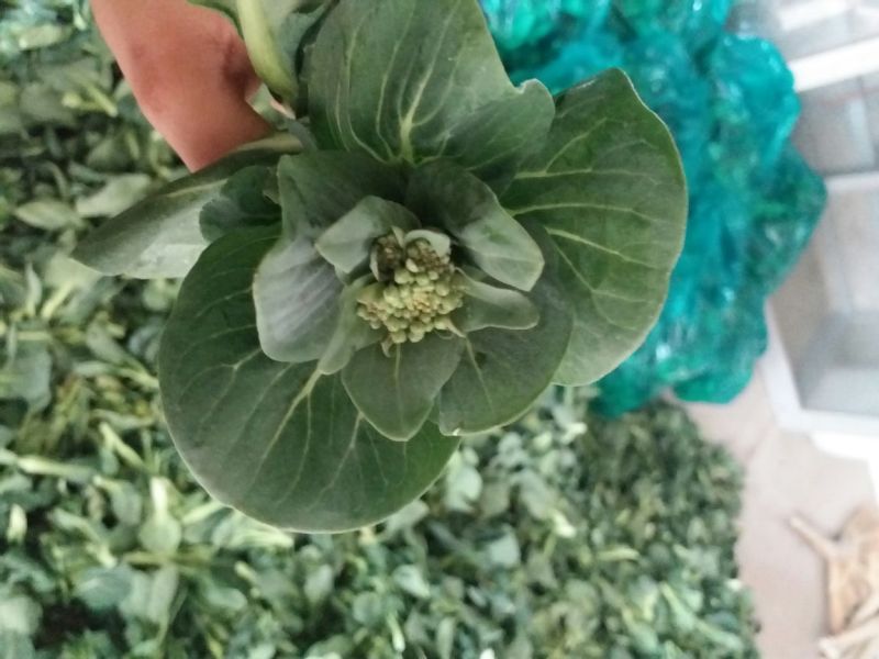 菜苔20~30cm