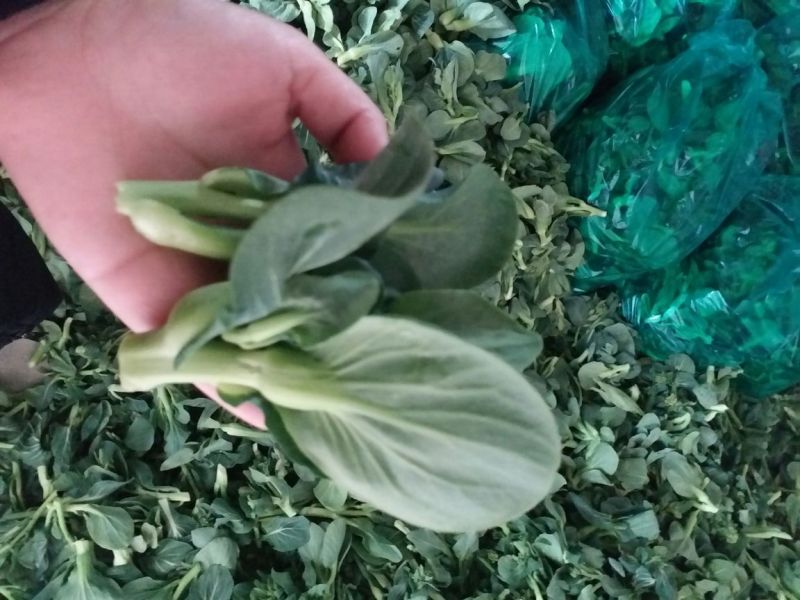 菜苔20~30cm