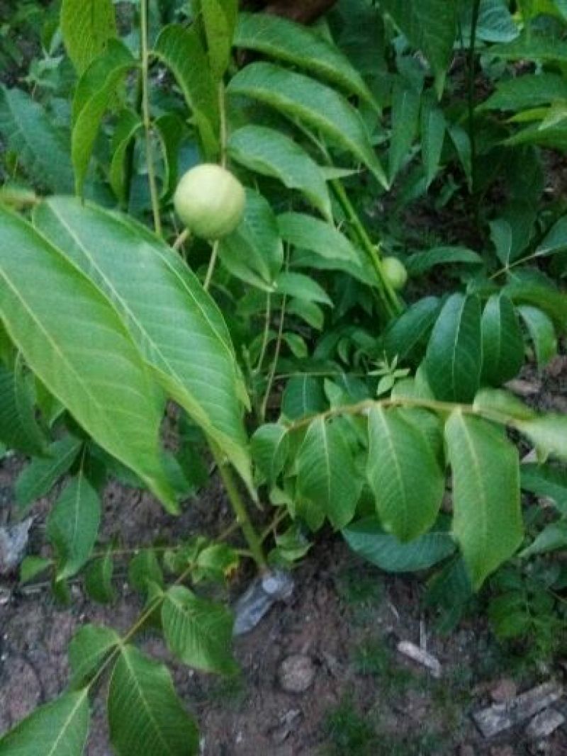 川早核桃苗1~2年50~100cm