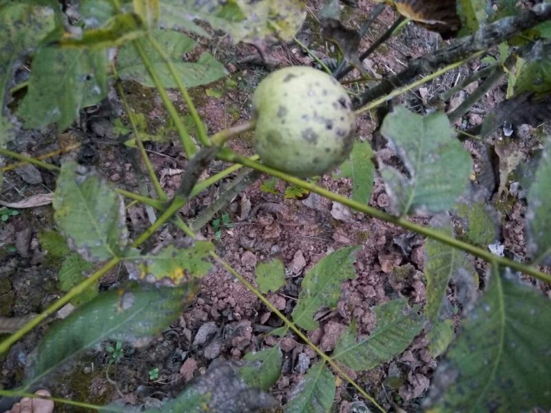 川早核桃苗1~2年50~100cm