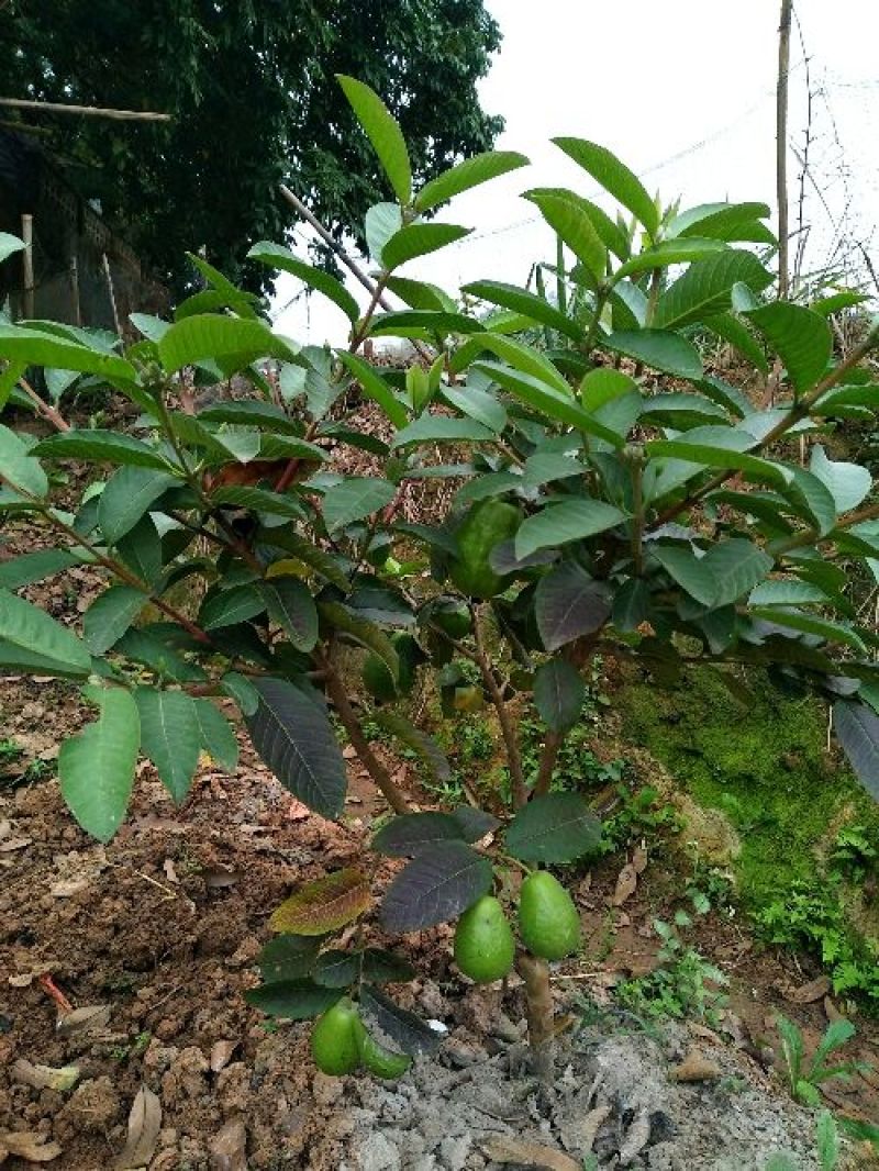 西瓜番石榴苗50~80cm