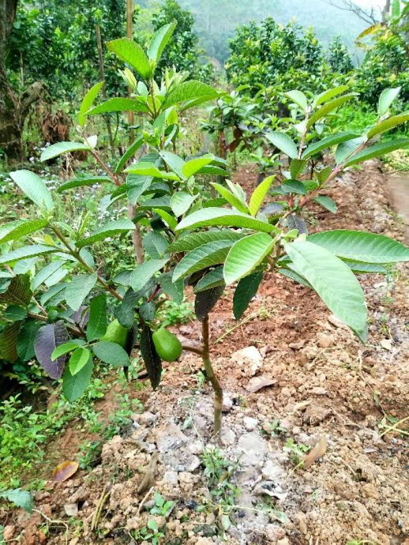 西瓜番石榴苗50~80cm