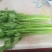 法国皇后芹菜60cm以上