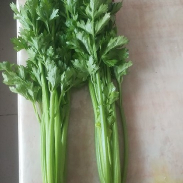 法国皇后芹菜60cm以上