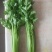 法国皇后芹菜60cm以上