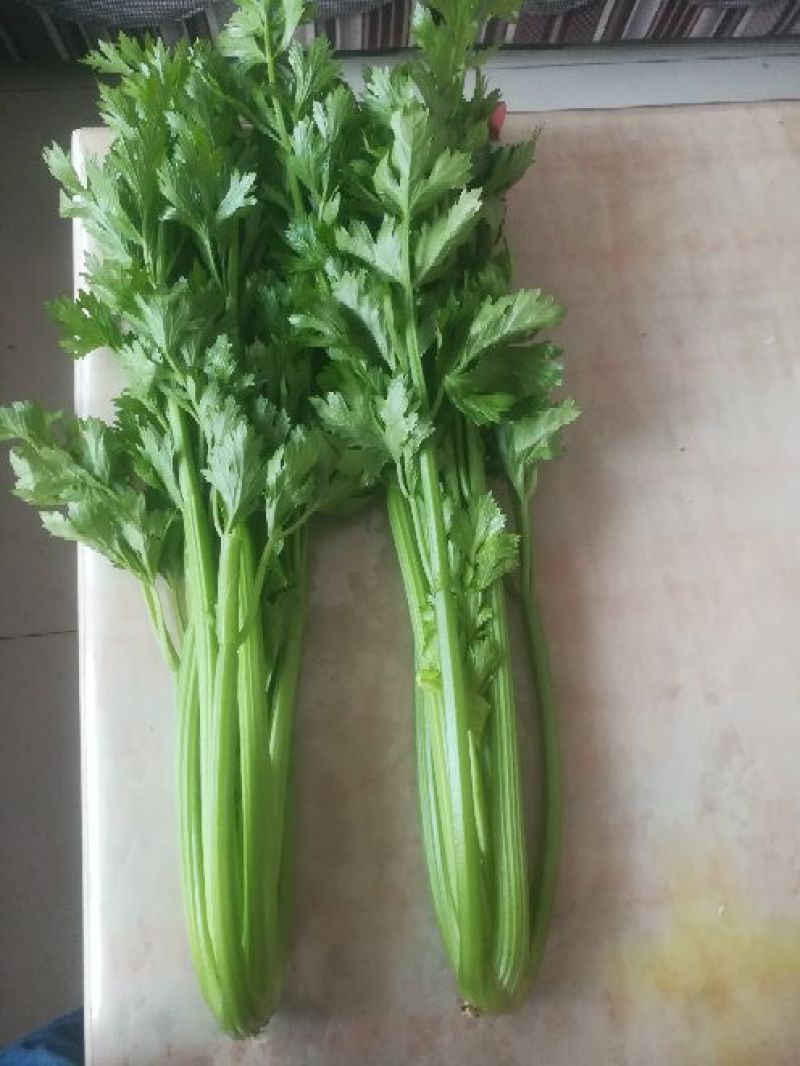 法国皇后芹菜60cm以上