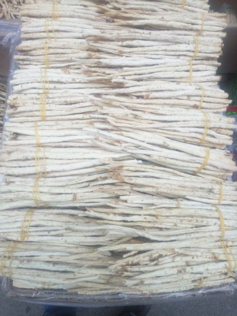 北沙参人工栽培刮皮统干
