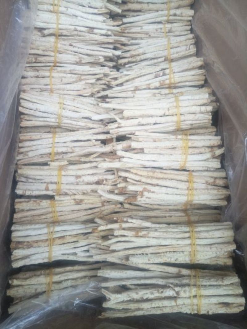 北沙参人工栽培刮皮统干