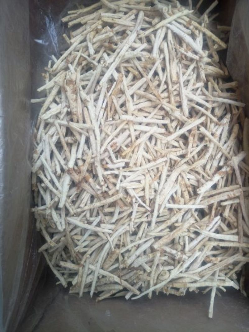 北沙参人工栽培刮皮统干