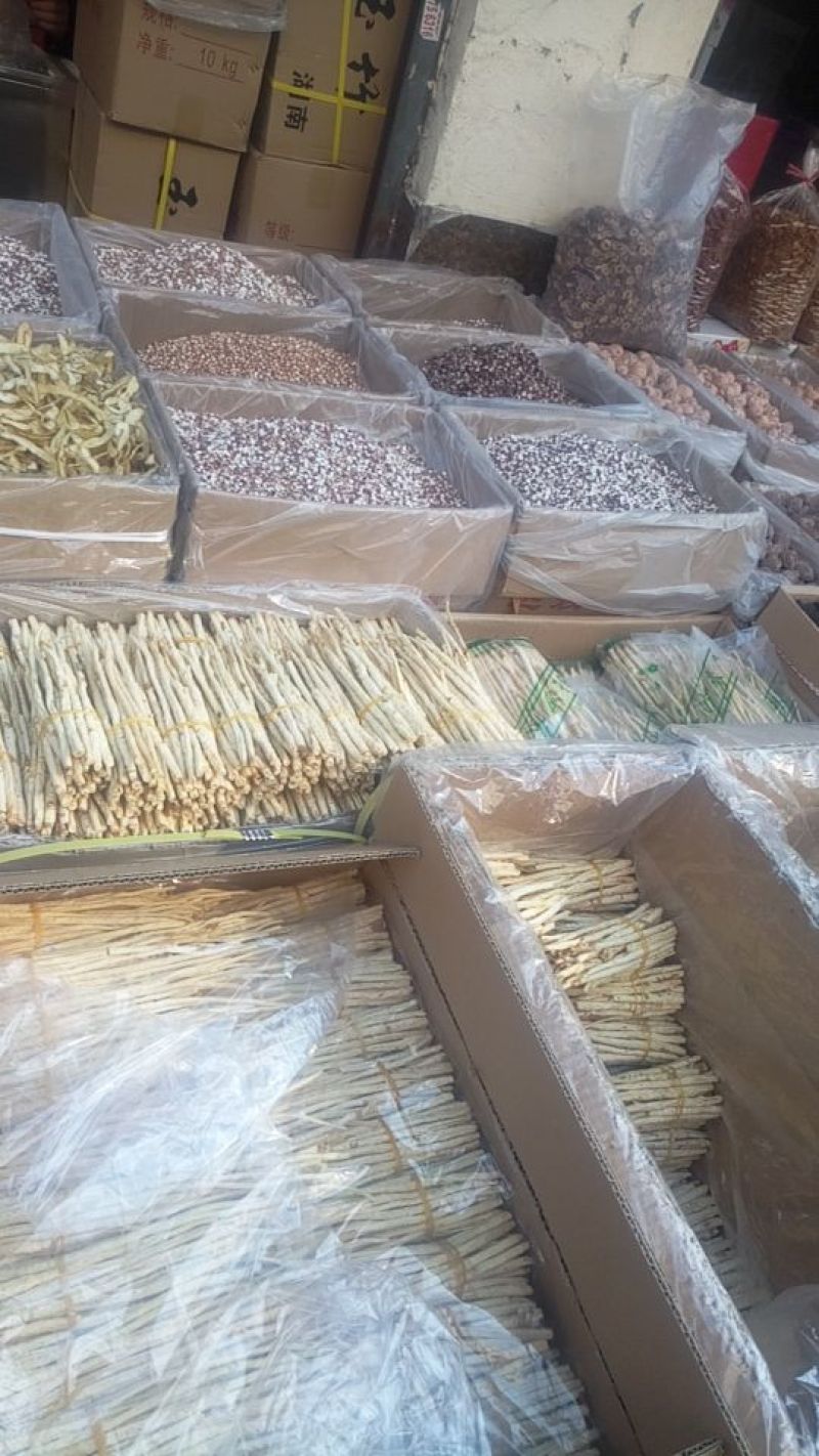 北沙参人工栽培刮皮统干