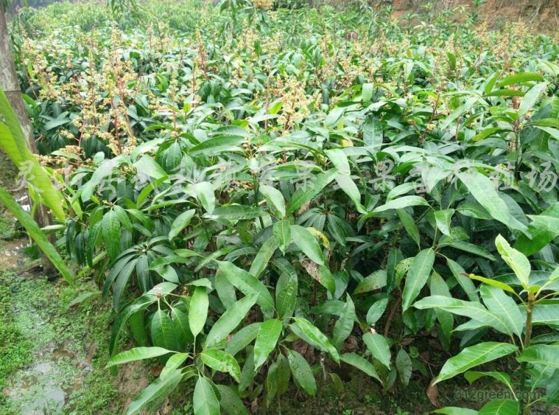 金煌芒果树苗个头大核小基地营养杯苗