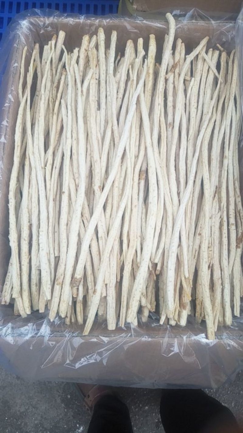 北沙参人工栽培刮皮统干