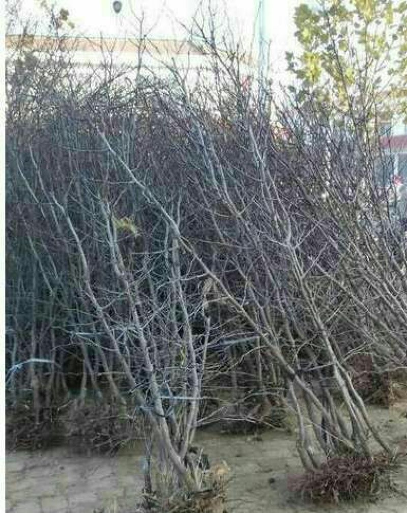 小枣苗110cm以上产地供应品种齐全包成活