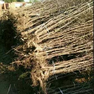 小枣苗110cm以上产地供应品种齐全包成活