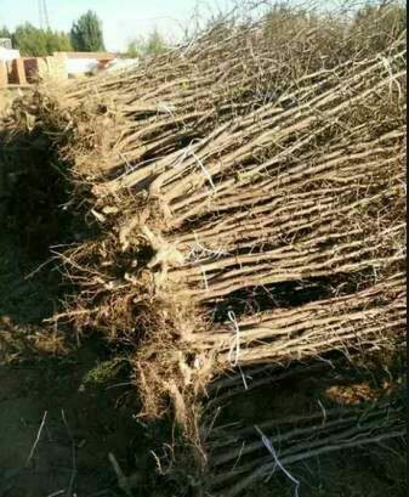 小枣苗110cm以上产地供应品种齐全包成活