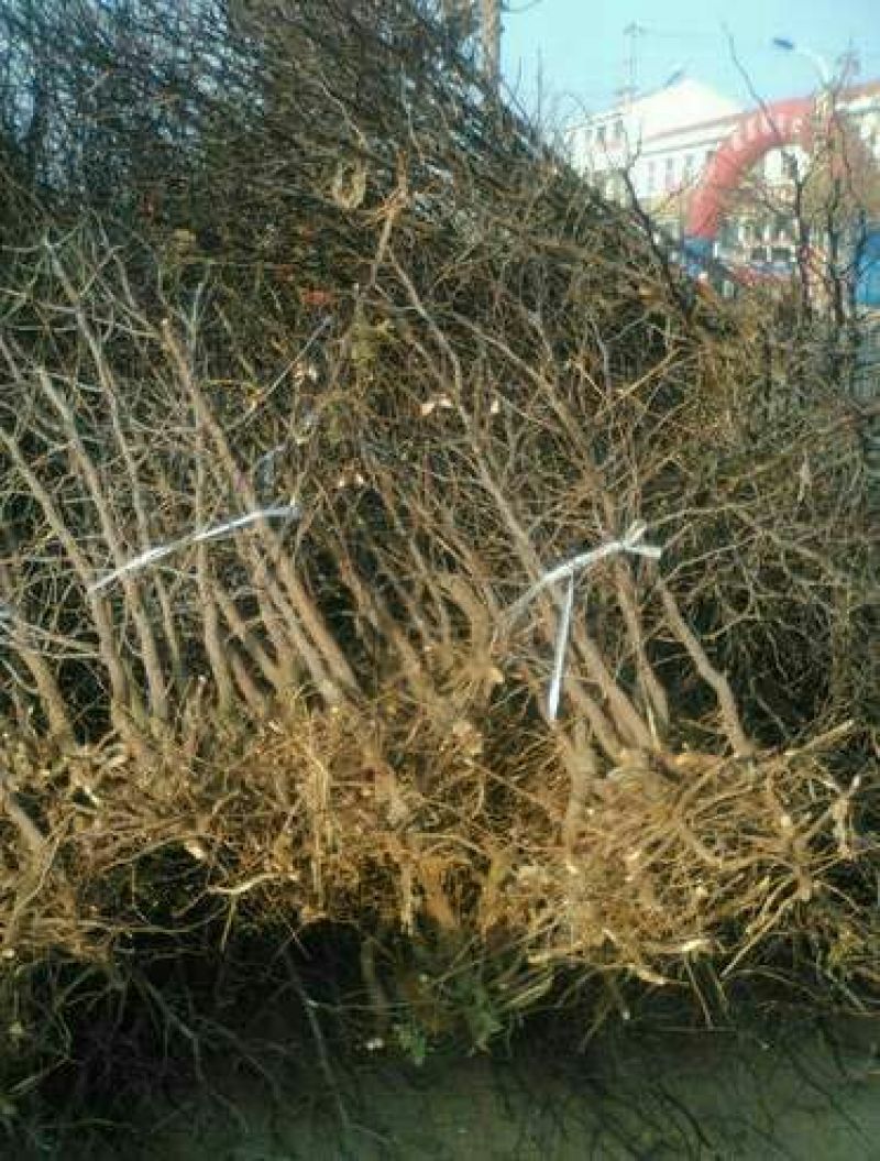 小枣苗金丝枣树苗基地直供保成活率高技术指导