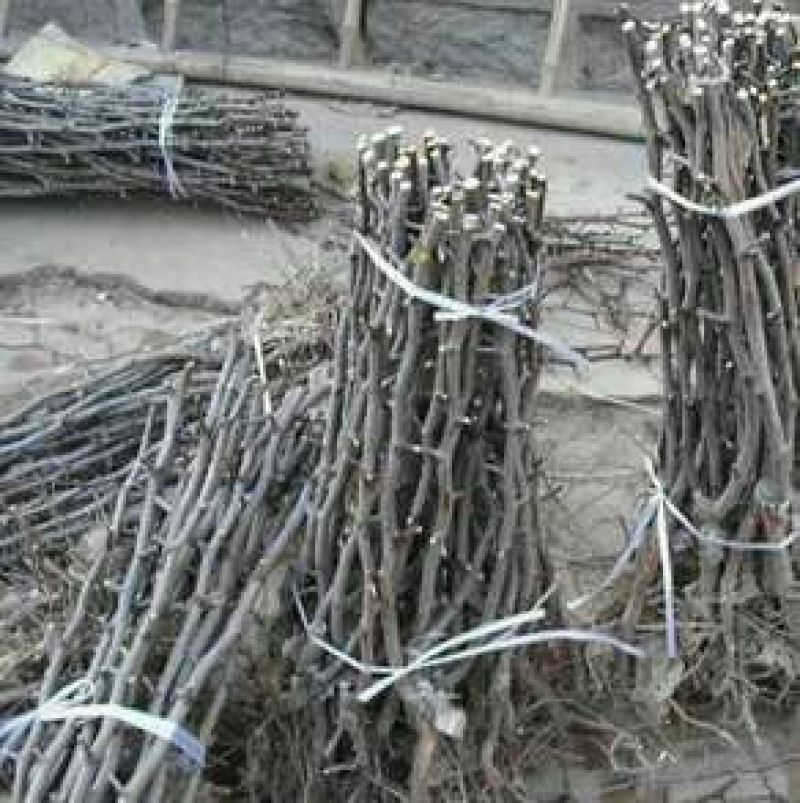 小枣苗金丝枣树苗基地直供保成活率高技术指导