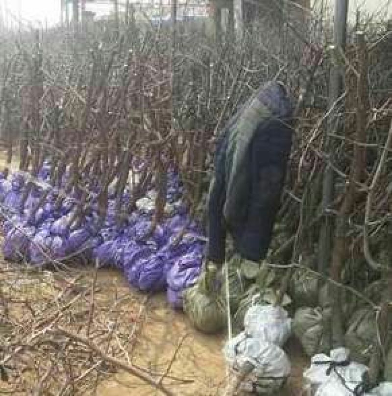 小枣苗金丝枣树苗基地直供保成活率高技术指导