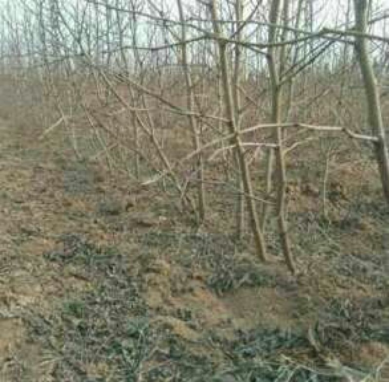 小枣苗金丝枣树苗基地直供保成活率高技术指导