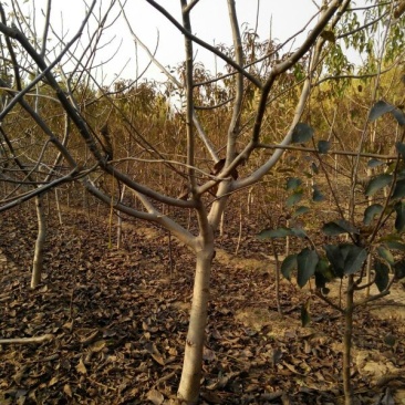 核桃苗100~150cm1~2年