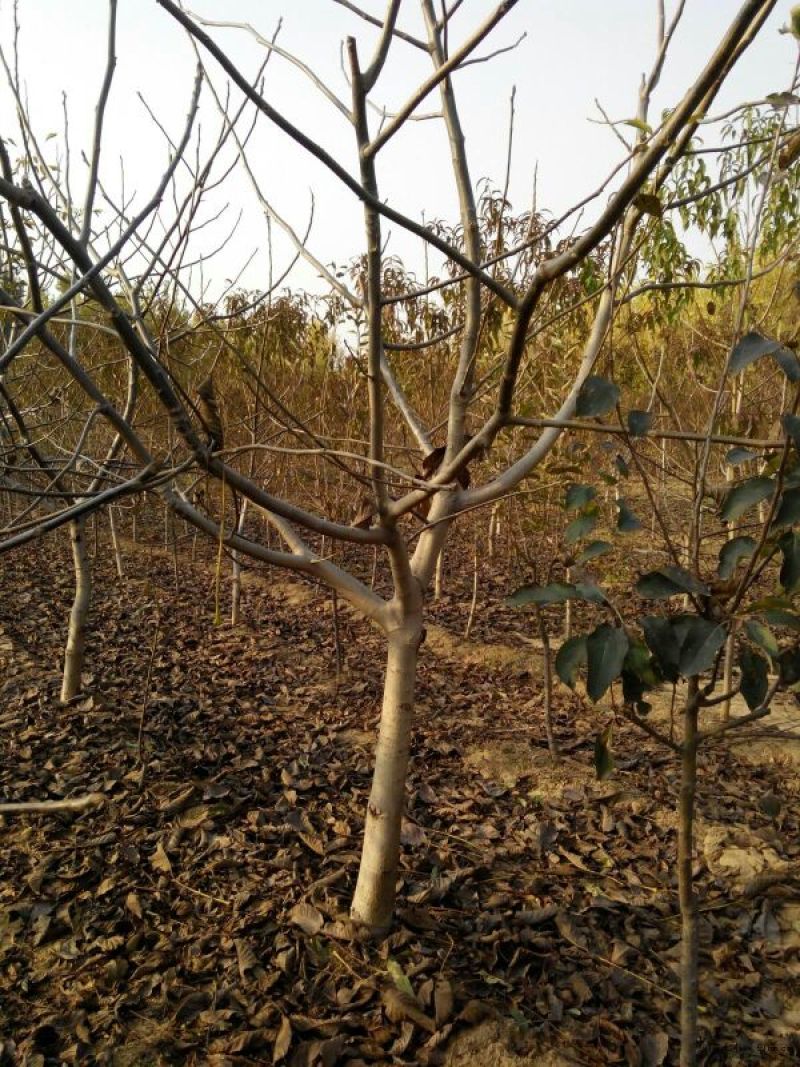 核桃苗100~150cm1~2年