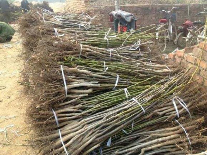 香玲核桃苗100~150cm1~2年规格品种齐全高质
