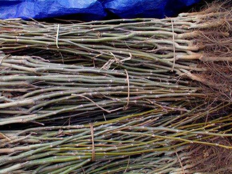 香玲核桃苗100~150cm1~2年规格品种齐全高质