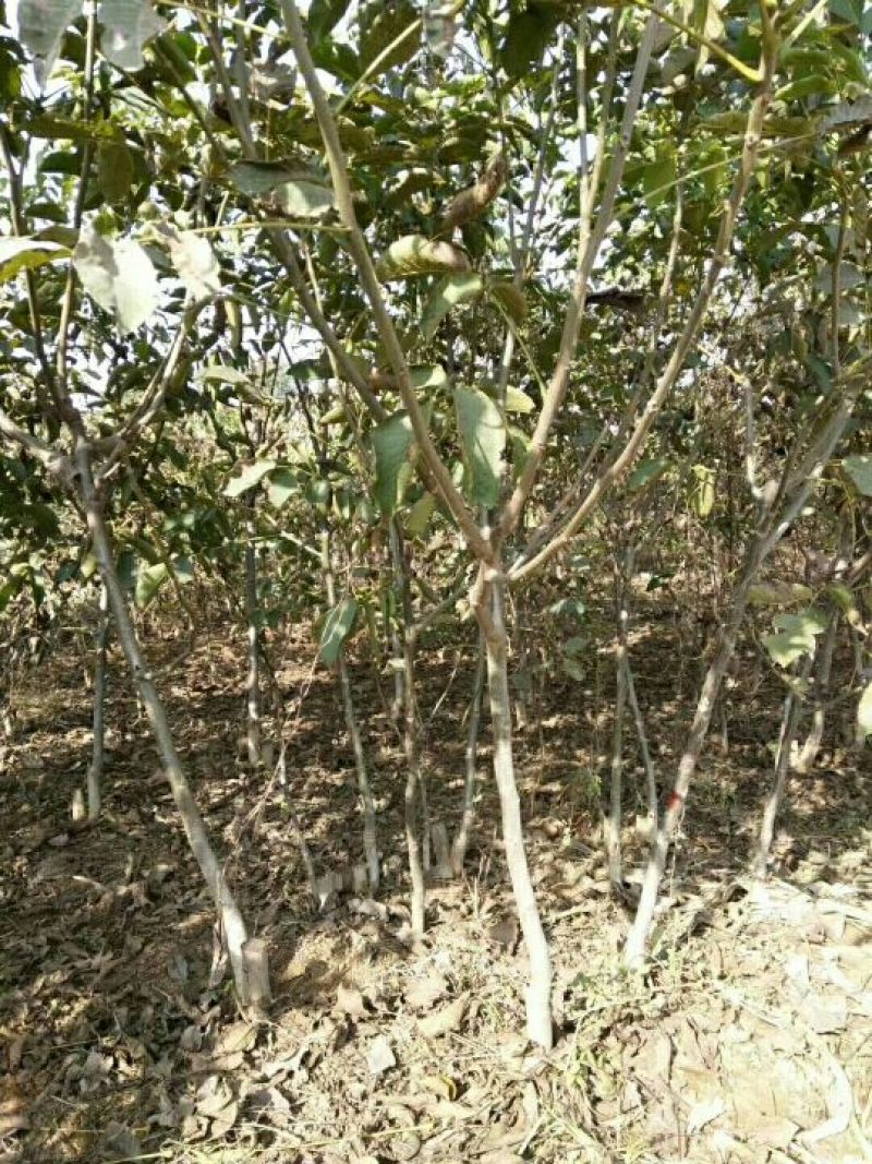 香玲核桃苗100~150cm1~2年规格品种齐全高质