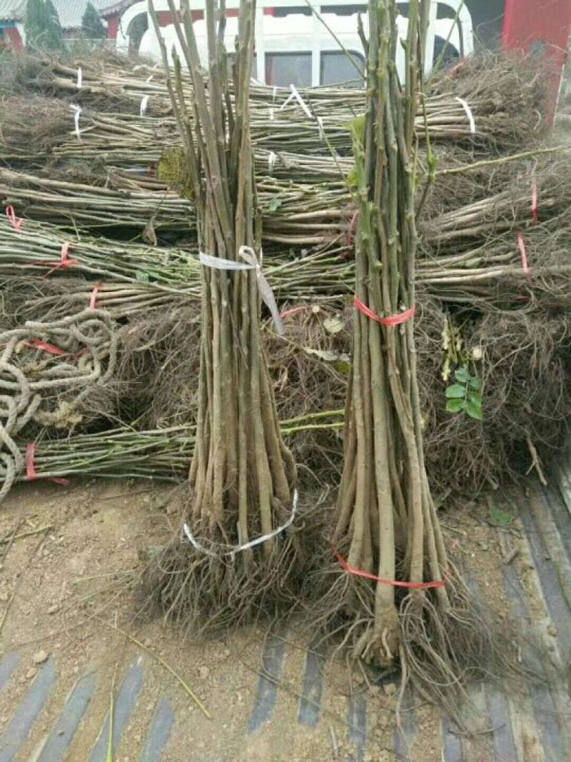 8518核桃苗100~150cm1~2年