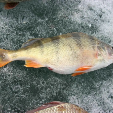 河鲈食用