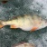 河鲈食用