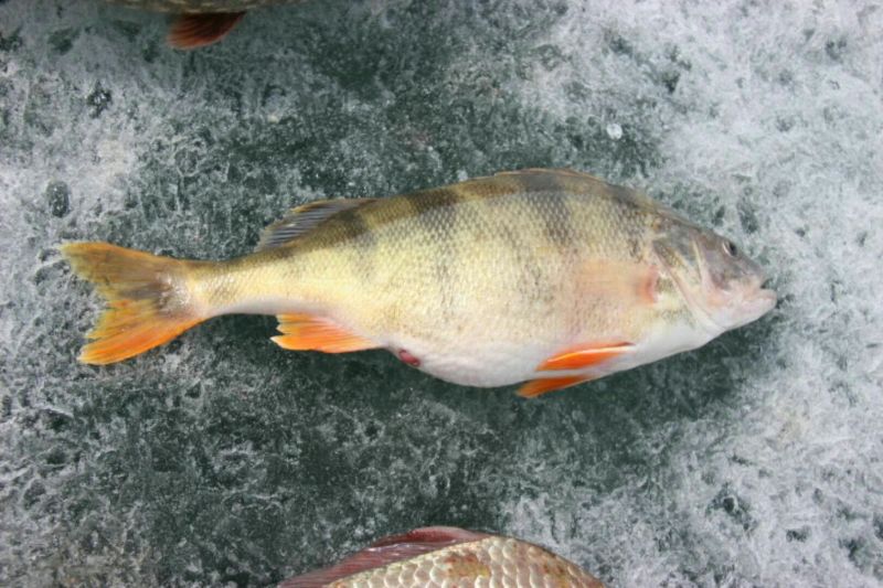 河鲈食用