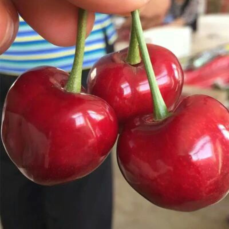 樱桃树苗2年80cm以上
