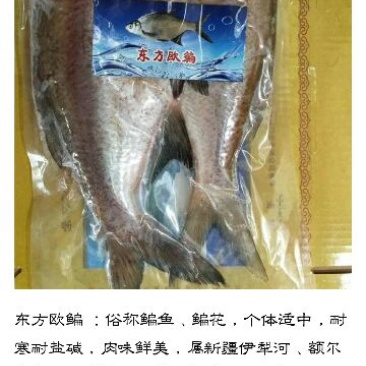 鳊鱼25~30cm食用冰鲜鱼