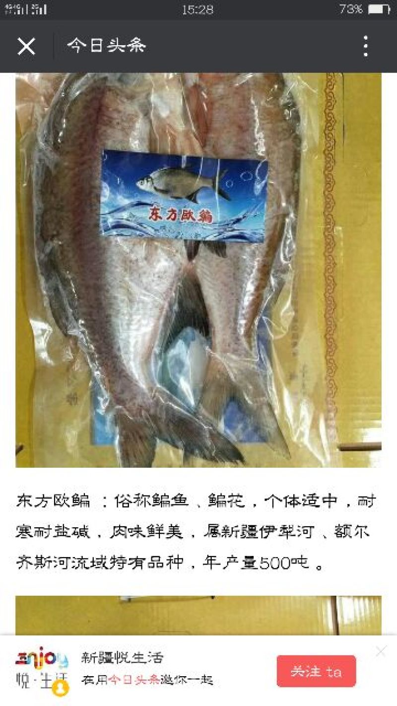 鳊鱼25~30cm食用冰鲜鱼
