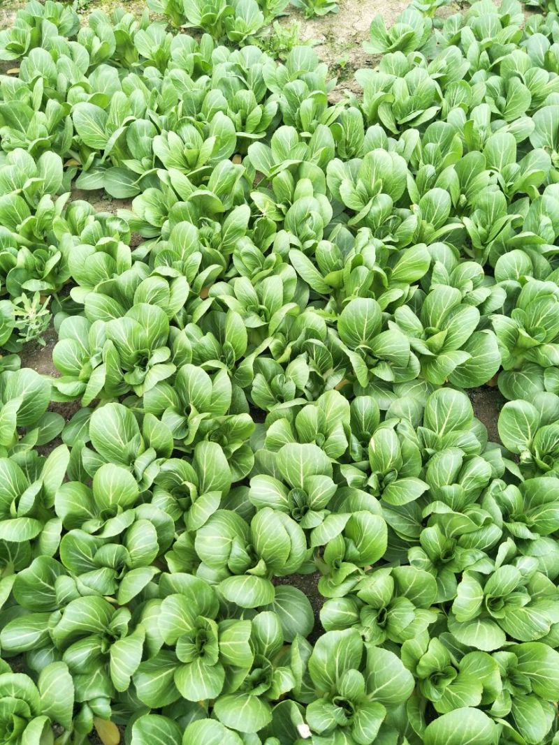 上海青小白菜10~20cm