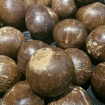 椰子椰王