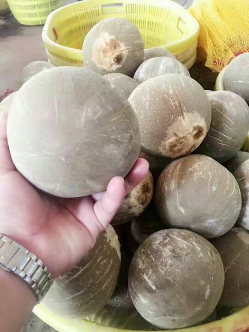 椰子椰王