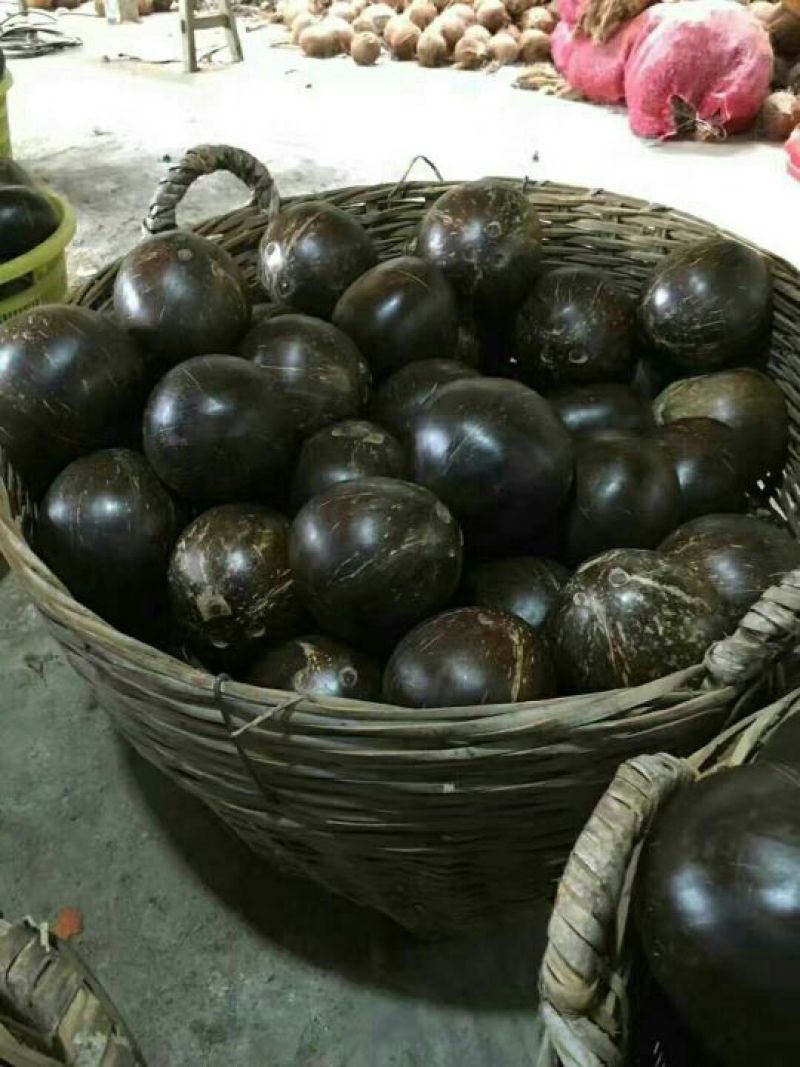 椰子椰王