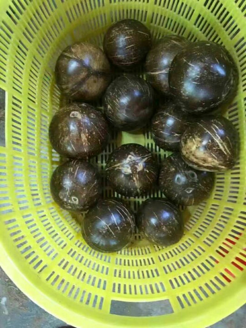 椰子椰王