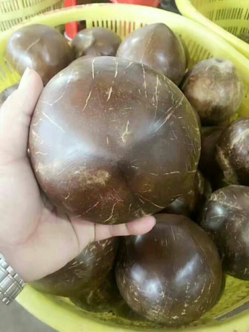 椰子椰王
