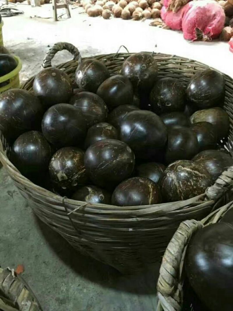 椰子椰王