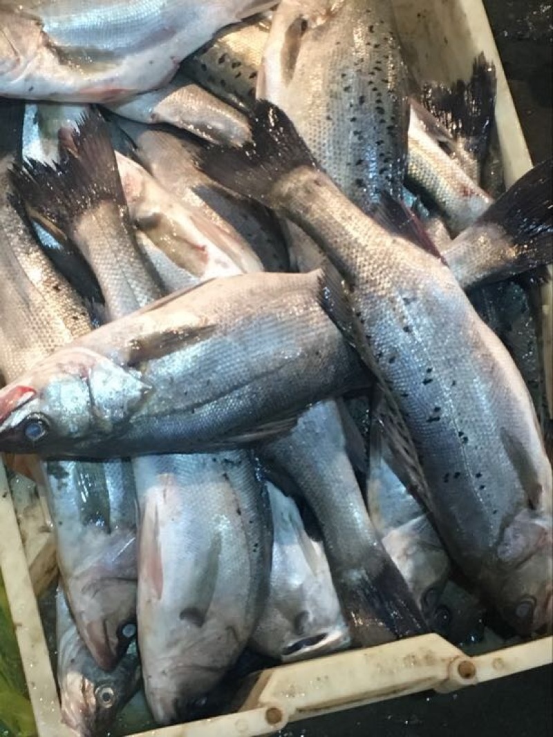 海鲈鱼食用