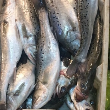 海鲈鱼食用