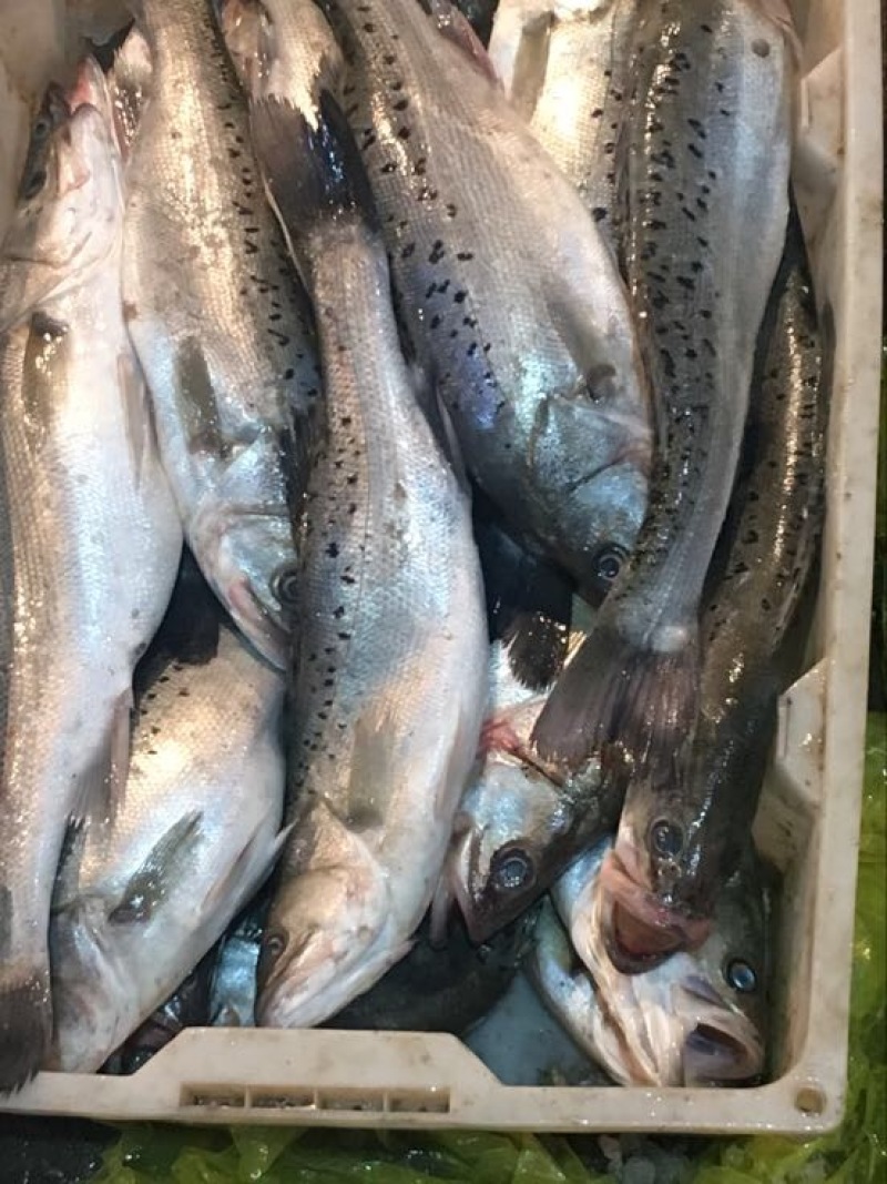 海鲈鱼食用