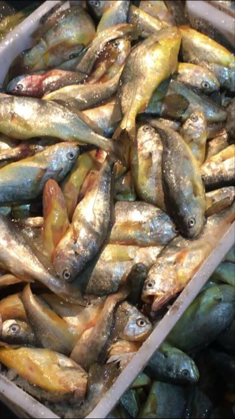 小黄鱼食用