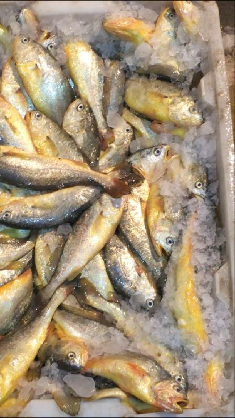 小黄鱼食用