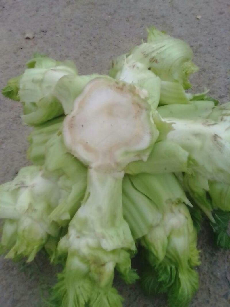 儿菜5两以上