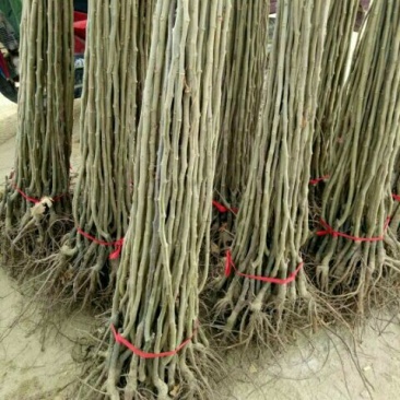 大红袍板栗苗50~80cm精品种苗山东泰安苗木批发