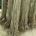 大红袍板栗苗50~80cm精品种苗山东泰安苗木批发